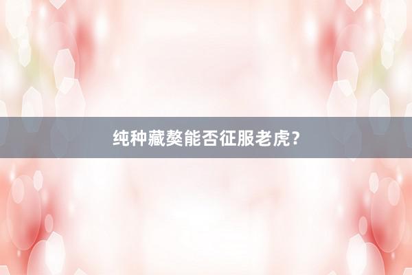 纯种藏獒能否征服老虎?